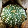 Astrophytum_ asterias _cv.'Super_ Kabuto' _ 04